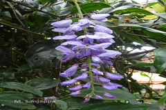 Wisteria sinensis